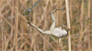 Frog attacks on dragonflies / Froschangriffe auf Libellen