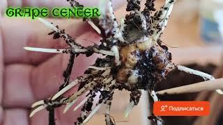 Проращивание черенков винограда в сезоне 2023.  Germination of grape cuttings in the 2023 season