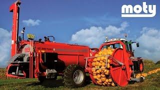 MOTY Pumpkin seed harvesting