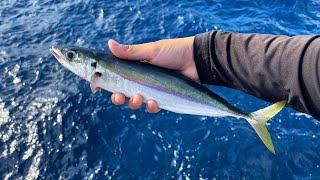 釣れた魚を堤防の足元に投入すると想像を絶する大物が喰ってきました…