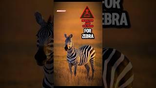 poor zebra #wildlife #wildanimals #animals #zebra #yutubeshorts #viralvideo #trading #fyp