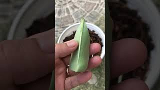 propagation of Adenium flowers with new style leaves