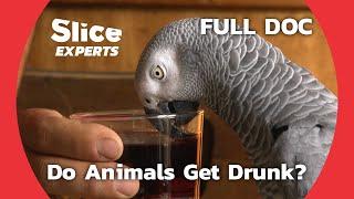 Nature's Brew: The Surprising World of Animal Alcohol Consumption | SLICE EXPERTS | FULL DOCUMENTARY