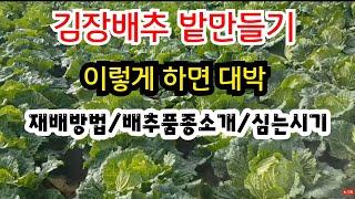 김장배추 밭만들기가 승패를 좌우합니다, / 김장배추 재배방법 /배추 품종소개 / 심는시기 ..상세설명