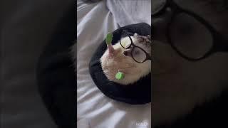 Little cute hedgehog with glasses  African white bellied pygmy hedgehog