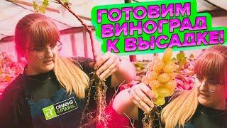 ПОСАДКА ВИНОГРАДА В ТЕПЛИЦУ. ПОДГОТОВКА САЖЕНЦА