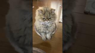 Funny cat 2025 Смешные коты  #cat #catts #funny #cates  #cats #reels #catt #kitten