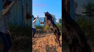 PALAAI RESULTS SAFIYA GOAT FARM..#mashaallah #apnabakraadda #shortsfeed  #yt #trending