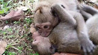 My God! Sweat Pea Bite So Strong To Female Monkey|Why SP bite Like This?