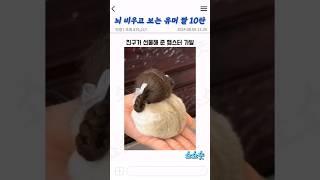 치명적이게 귀여운 동물