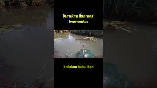 chek perangkap ikan! hasilnya...??#perangkapikan #shorts #fyp #cariikan #feedshorts