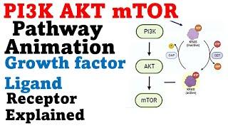 Protein kinase b pathway | PI3k akt mtor pathway animation