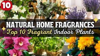 Top 10 Fragrant Indoor Plants to Make Your Home Smell Heavenly 