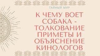 К чему воет собака: толкование приметы и объяснение кинологов