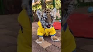 Cute Tiger cub | Nouman Hassan |