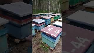 Вывезли пчёл на кочевку и поставили магазины под мёд