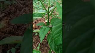 ️ Why You Should Start Pruning Chili Plant Today!" #chili
