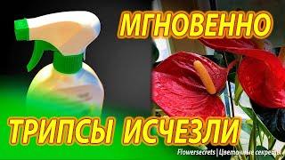 Трипсы исчезли с цветов от одной обработки! Трипсы, как избавиться быстро | flowersecrets