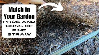 Different Types of Mulch & Pros and Cons of Pine Straw in your Garden