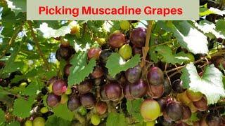 Family Fun Time: Picking Muscadine Grapes at Thompson's Nursery and Vineyard