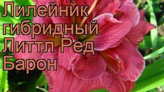 Лилейник гибридный Литтл Ред Барон  обзор: как сажать, рассада лилейника Литтл Ред Барон