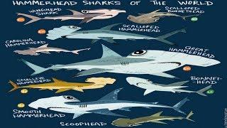 All Hammerhead Shark Species - All Species List