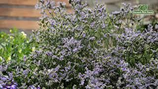 Limonium britannicum - Alpines and Small Plants - Kernock Park Plants 2021 Introductions