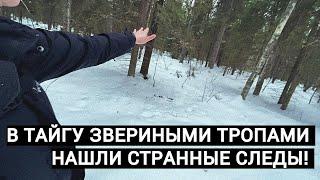 В ТАЙГУ ЗВЕРИНЫМИ ТРОПАМИ. НАШЛИ СТРАННЫЕ СЛЕДЫ!