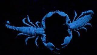 Scorpions Choose Their Mates by Dancing With Them