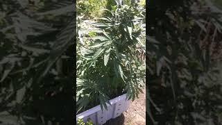 Bruce Banner & AK47 Weed Strain 2021 EARLY BUDDING STAGE