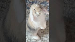 Asking for treats  #bunny #babybunny #hollandlop #foodie #cutebunny
