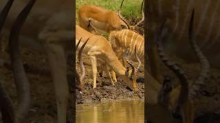 beers #animalsvideo #horseracing #wildlife #horse #birds