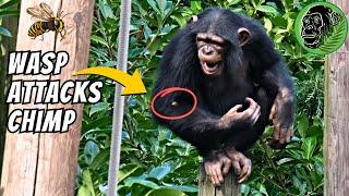 Young Chimp Gets Attacked By A Wasp | Her Reaction Is Crazy