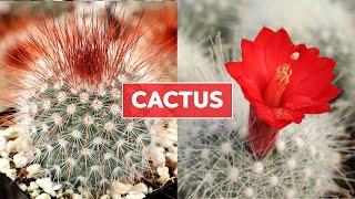 Cactus 101 -  Care Tips & Unique Traits