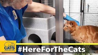 Cats Protection | Here for the cats