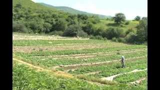 A New Water Canal Boosts Agriculture and Economy in Tavush