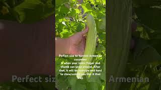 Perfect size to harvest !