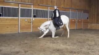 GALANTE   HALF ARABIAN GREY GELDING