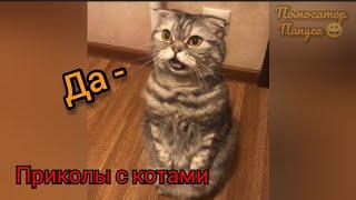 СМЕШНЫЕ КОТЫ 2021 И ДРУГИЕ ЖИВОТНЫЕ / ЛУЧШИЕ ПРИКОЛЫ С КОТАМИ 