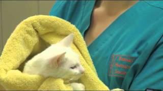 Kansas Humane Society