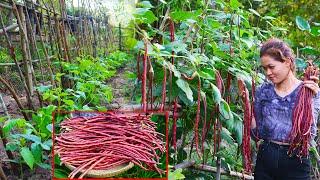 Growing Long Beans from Seeds at Home / Easy for Beginners