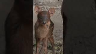 The rare birth of a pudu in Argentina has sparked conservation hopes for the tiny deer! #cuteanimals