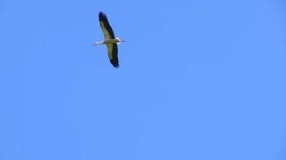 stork flying