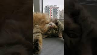 I was at my best yesterday | Nafantik   #cat