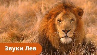 Рык африканского льва  / Рычание льва / Африканский Лев рычит/The lion's roar/Leo