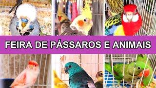 Feira de Aves da Madalena  #passaros #animaisdeestimação