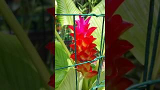 Orange Torch Ginger Time-Lapse🫚 #Shorts