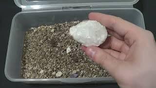 Safari Sam Opens Another Paleo Pack From PaleoCris