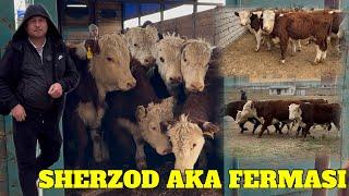 SHERZOD AKA FERMASIDA KOTTA PARTIYA BUQALARI KELDI GREFORD AVLIKOL ANGUSLA MASHAOLLOH