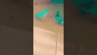 #salman #kabutar #subscribe #acche #hello #bhai #pigeon #halka #like # #pigeonlover